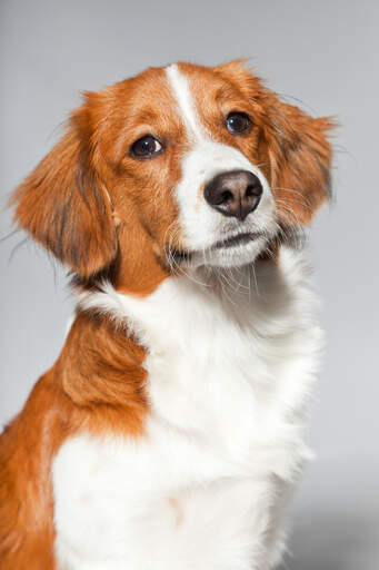 Eine nahaufnahme des unglaublich strengen gesichts eines kooikerhondje