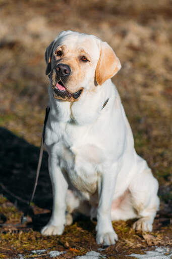 Ein wunderschöner, weißer labrador retriever, der brav sitzt und auf aufmerksamkeit wartet