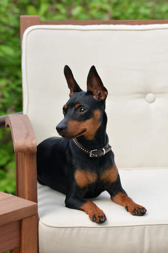 Ein süßer miniaturpinscher mit gespitzten ohren