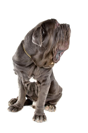 Eine wunderschöne neapolitanische dogge, die ihre riesigen pfoten zeigt