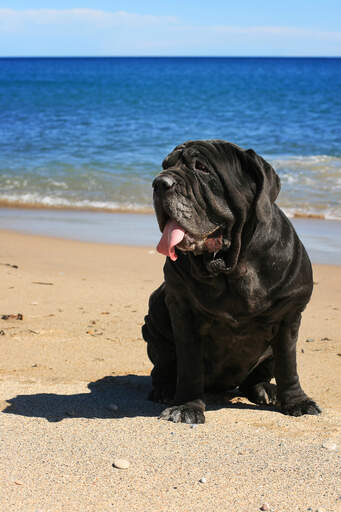 Eine ausgewachsene neapolitanische dogge, die sich in der nähe des strandes entspannt