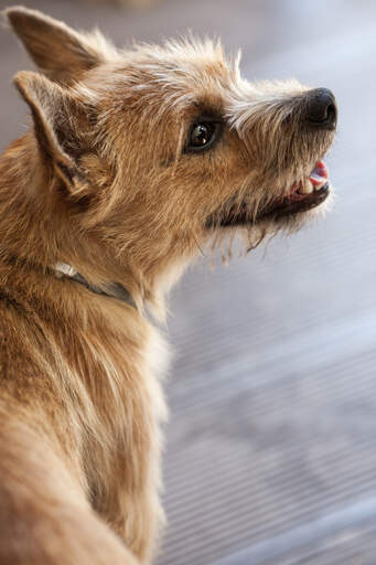 Eine nahaufnahme des unglaublich dichten, drahtigen fells eines norwich terriers