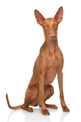 Eine GorGeous hündin pharaoh hound sitzt ordentlich