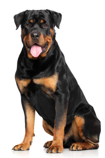 Ein stolz aussehender rottweiler, der brav auf ein kommando wartet