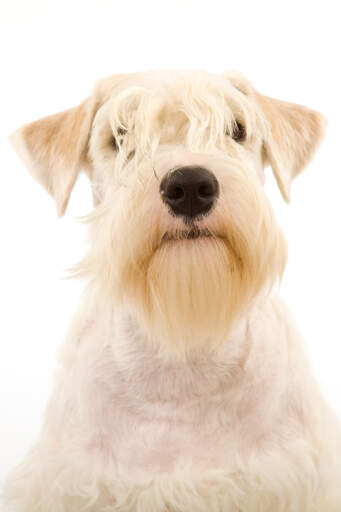 Ein hübscher kleiner sealyham terrier, der seine schönen blonden ponyfransen und seinen bart zur schau stellt