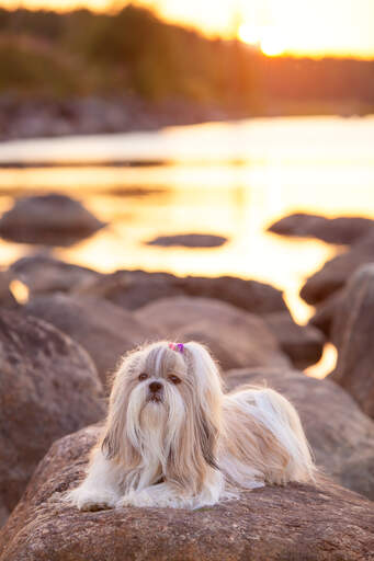 Ein shih tzu mit schönem, langem fell, der auf einem felsen liegt