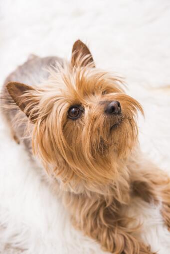 Eine nahaufnahme des schönen kleinen bartes und der spitzen ohren eines seidenterriers