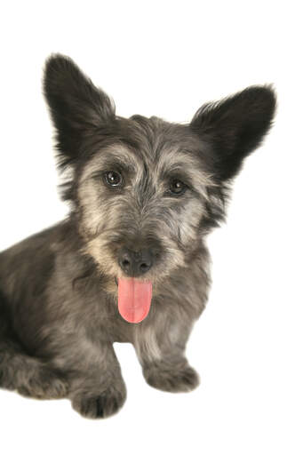 Eine nahaufnahme der unglaublich großen, weichen ohren eines skye terriers