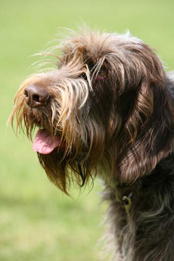 Eine nahaufnahme des unglaublich struppigen bartes eines spinone italiano