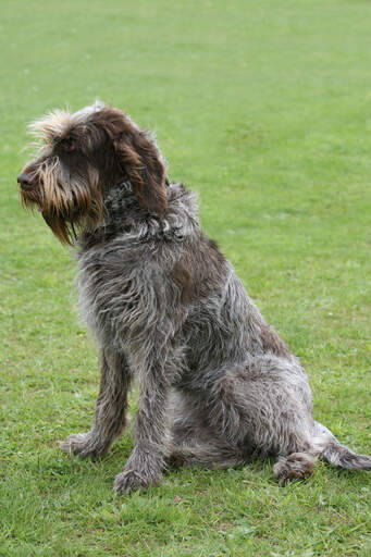 Ein hübscher erwachsener spinone italiano, der brav auf ein kommando seines besitzers wartet