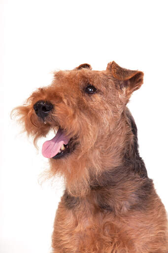 Eine nahaufnahme des struppigen bartes und der schlappohren eines welsh terriers