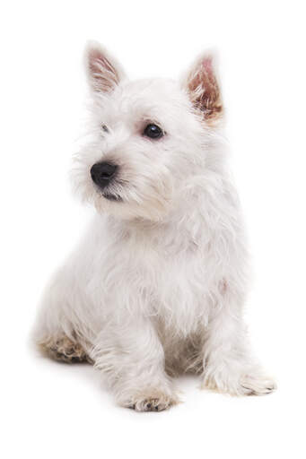  GorGeous, kleiner west highland terrier welpe sitzt sehr ordentlich und wartet auf etwas aufmerksamkeit