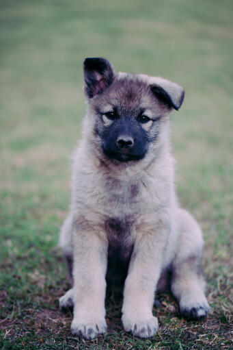 Norwegischer-elchhund-welpe