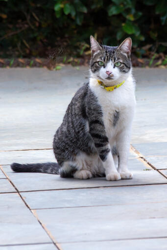 Amerikanische drahthaar-katze mit gelbem halsband, die auf einer veranda sitzt