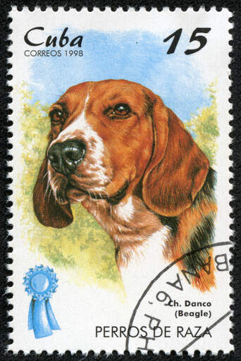Ein beagle auf einer kubanischen briefmarke