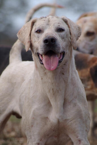 Eine nahaufnahme des schönen, kräftigen kopfes eines englischen foxhounds