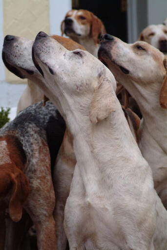 Eine gruppe englischer foxhounds, die ihre empfindlichen nasen benutzen