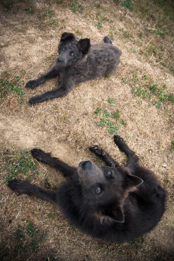 Zwei schipperkes liegen zusammen und warten geduldig auf etwas aufmerksamkeit