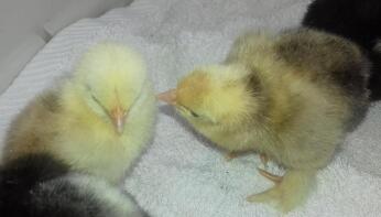 Pekin Chicks - 2 Tage alt