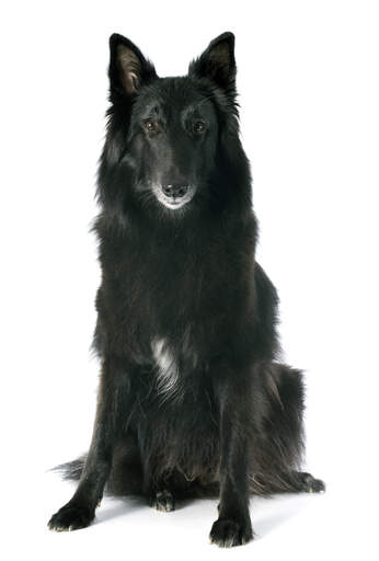 Ein schöner belgischer schäferhund (groenendael), der sich hinsetzt