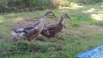 Zwei braune enten in einem garten