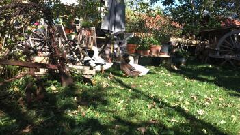 Cicilinos im Herbst