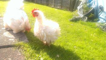 Mein Frizzle Serama X Pekin Hahn