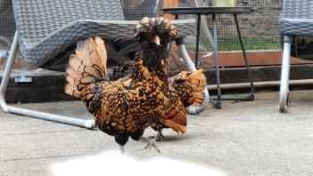 Ein polnisches huhn auf einer terrasse