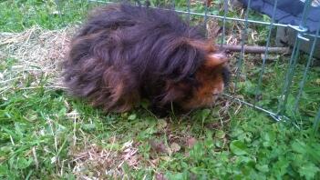 Max das Texel Schweinchen vor einem Haarschnitt