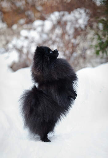 Ein hübscher, kleiner, schwarzer pomeranian, der seine hinterbeine im Snow