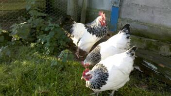 Drei hühner im garten