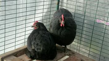 Australorp Zwerge, Molly und Mandy.