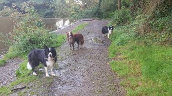 2 schwarz und weiß und ein rot-weißer Border Collie