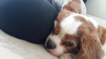 Cavalier king charles spaniel liegend