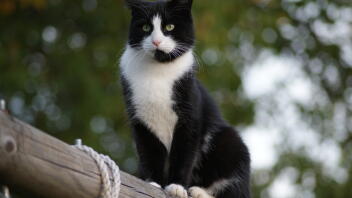 Eine katze, die auf einer langen stange steht.