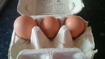 Die ersten drei Eier - das große war ein Doppel-Eigelb!