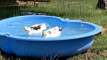 Mack und Mabel, meine Elster, rufen Enten an