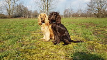 Englische cocker spaniels im feld