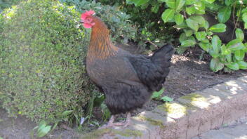 Copper Black Marans