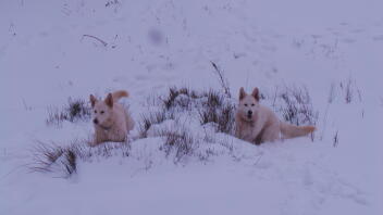 Spook und Willow