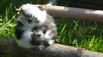 Holländisches Zwerghaubenhuhn