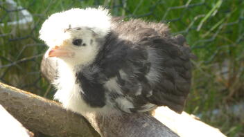 holländisches Zwerghaubenhuhn Küken