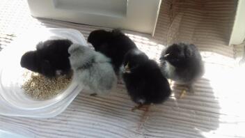 Maran Chicks mit 1 Lavendel Arucana