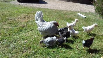 Pekin sind gute Bruthennen. Sie hat andere Hühnerküken geschlüpft