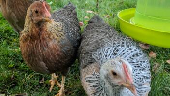 Gold & Silber Welbar Bantams