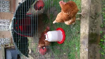 meine Hühner zu Hause von Tierney