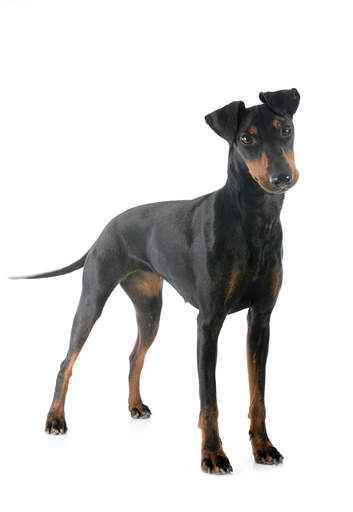 Ein weiblicher erwachsener manchester terrier, der aufrecht steht und seinen schönen, schlanken körper zur schau stellt