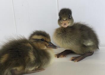 2 Tage alte Forellenläufer-Enten