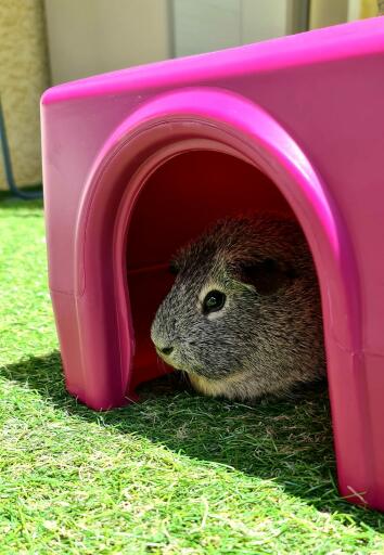 Ein meerschweinchen, das sich in einem tierheim ausruht.