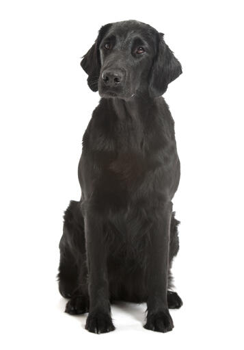 Ein erwachsener flatcoat-retriever mit einem fell im welpenschnitt